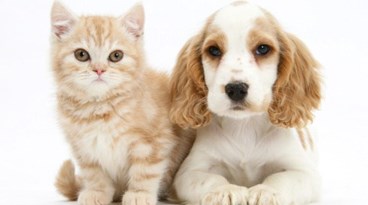 Quer viajar com o seu animal de estimação?