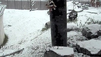 O panda que gosta da neve