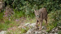 Lince ibérico libertado ontem foi atropelado