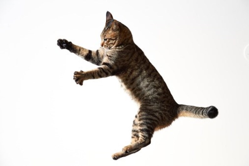 13 curiosidades que não sabia sobre o seu gato