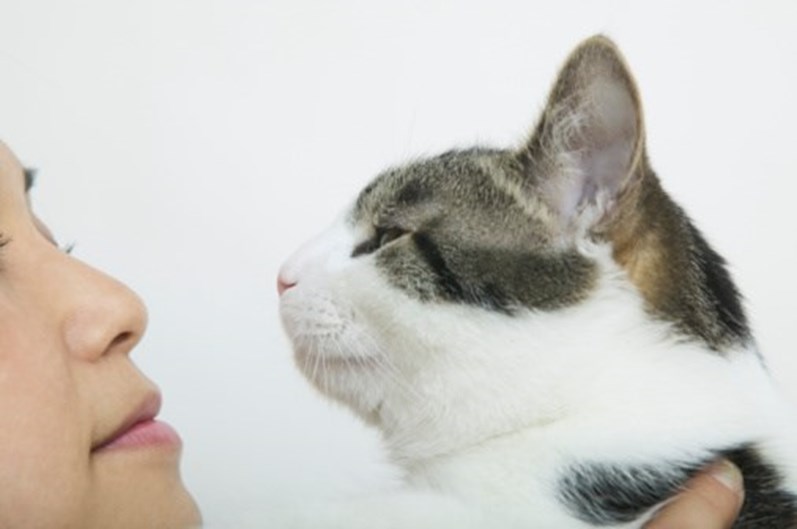 13 curiosidades que não sabia sobre o seu gato