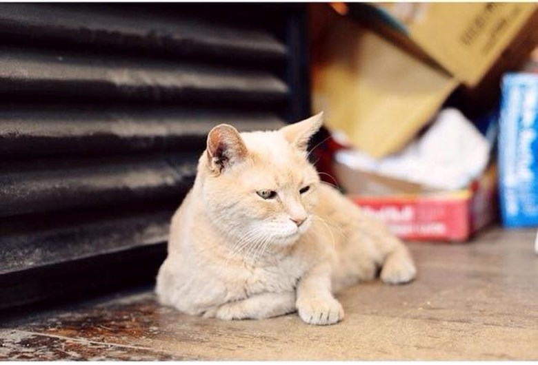 13 curiosidades que não sabia sobre o seu gato