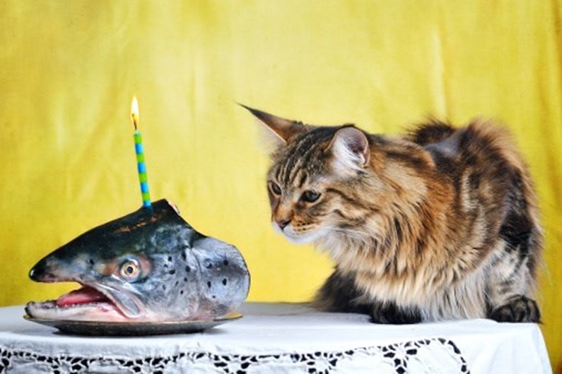 13 curiosidades que não sabia sobre o seu gato