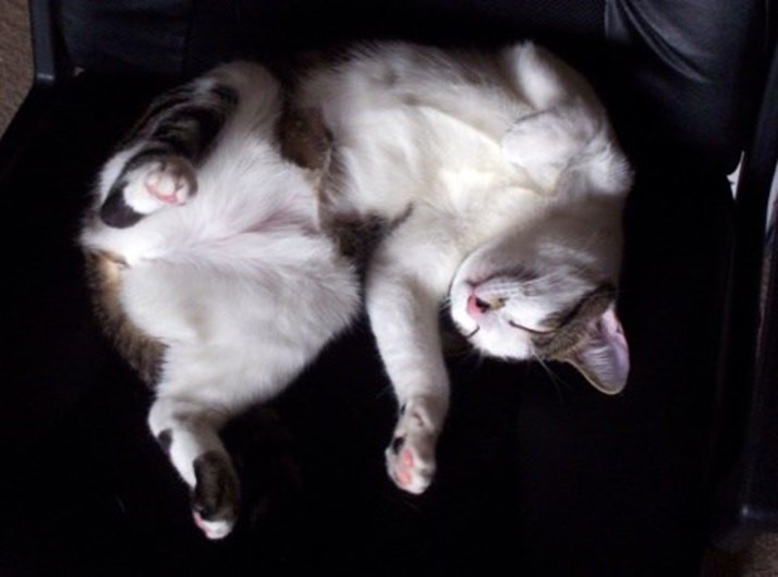 13 curiosidades que não sabia sobre o seu gato