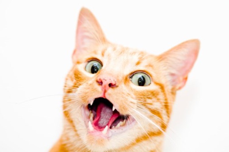 13 curiosidades que não sabia sobre o seu gato