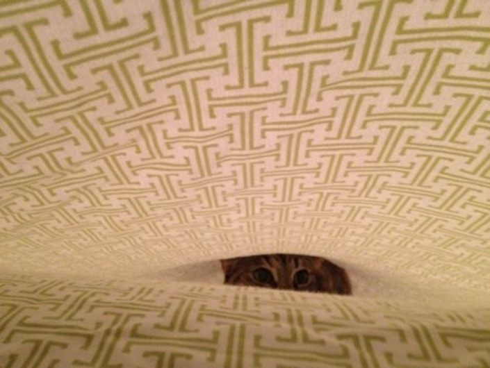 13 curiosidades que não sabia sobre o seu gato
