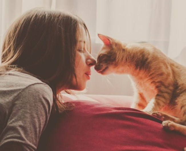 13 curiosidades que não sabia sobre o seu gato