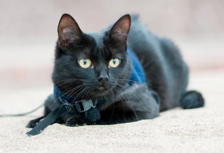 13 curiosidades que não sabia sobre o seu gato