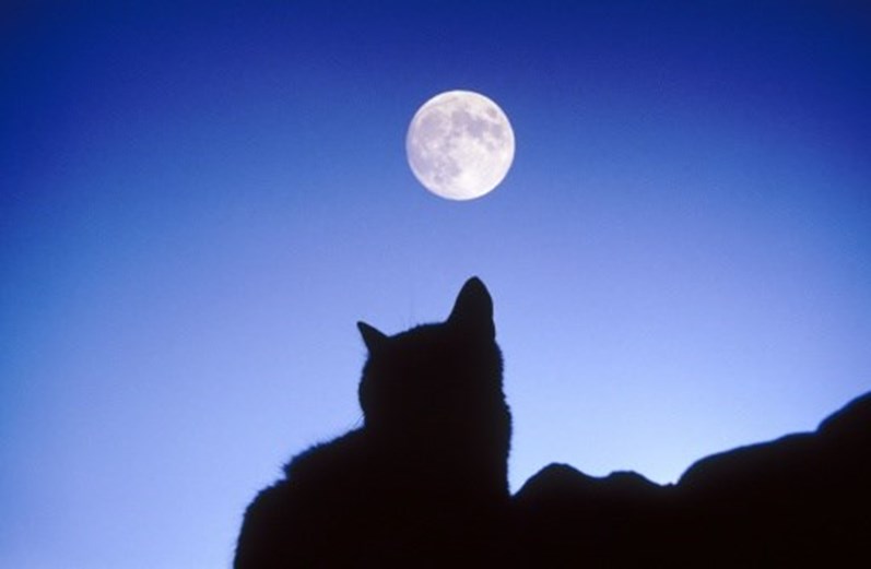 13 curiosidades que não sabia sobre o seu gato