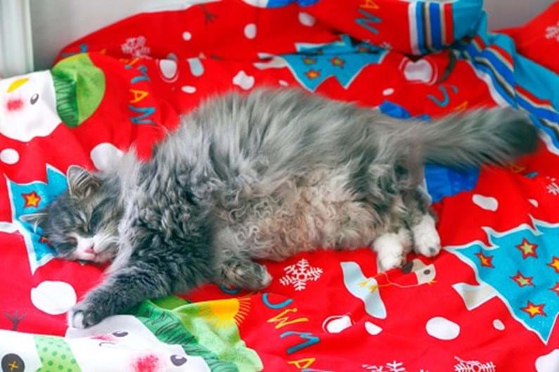 13 curiosidades que não sabia sobre o seu gato