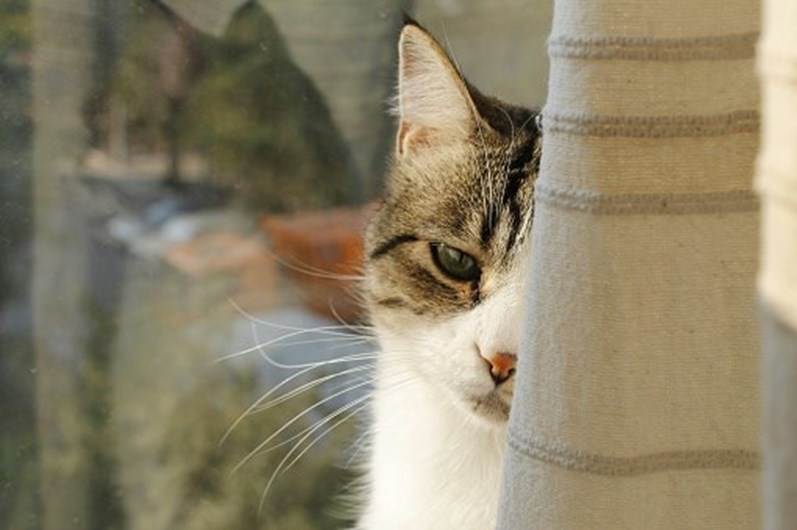 13 curiosidades que não sabia sobre o seu gato