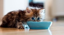 Conhece o paladar do seu gato?