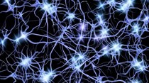 Portugueses identificam mecanismo de comunicação entre neurónios