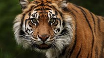Mulher morta por um tigre num zoológico na China (vídeo)