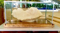 Descoberta pérola gigante que pode valer 88 milhões de euros