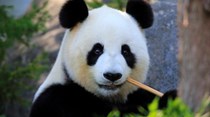 Pandas estão salvos da extinção