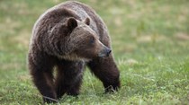 Salva-se de urso com garrafa de vinho