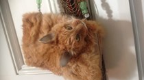 Taxidermista vende carteira de pele de gato