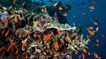 Dois terços da Grande Barreira de Coral foram destruídos