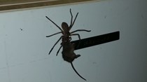 Hermie, a aranha, arrastou um rato e tornou-se viral