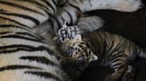 WWF avisa: vivemos a sexta extinção em massa