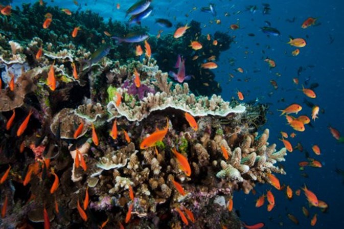 Dois terços da Grande Barreira de Coral foram destruídos