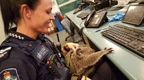 Polícia australiana encontra coala dentro de mochila