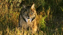 Comissão Europeia vai continuar a proteger a natureza