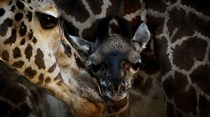 População mundial de girafas caiu 40% em trinta anos