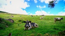 Vacas dos Açores ligadas à Internet