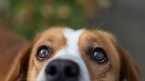 Cão submetido a cirurgia plástica porque donos não gostam das orelhas
