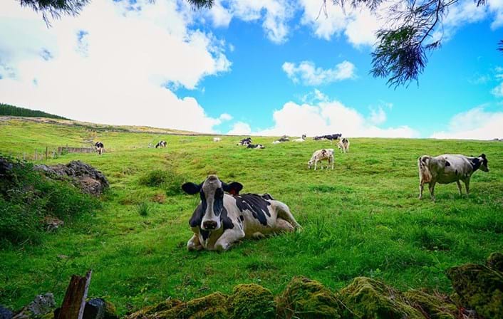 Vacas dos Açores ligadas à Internet