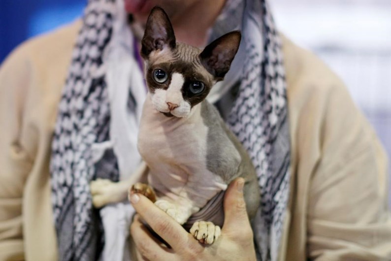 Cães e gatos exibem-se em Nova Iorque