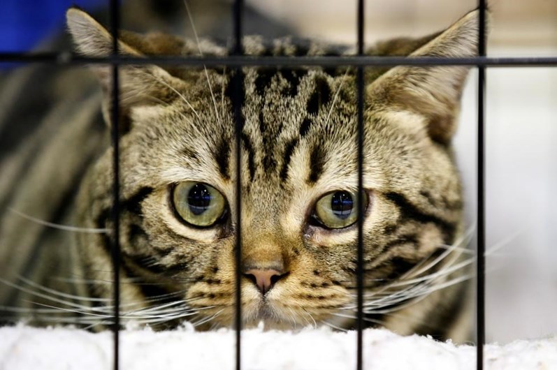 Cães e gatos exibem-se em Nova Iorque