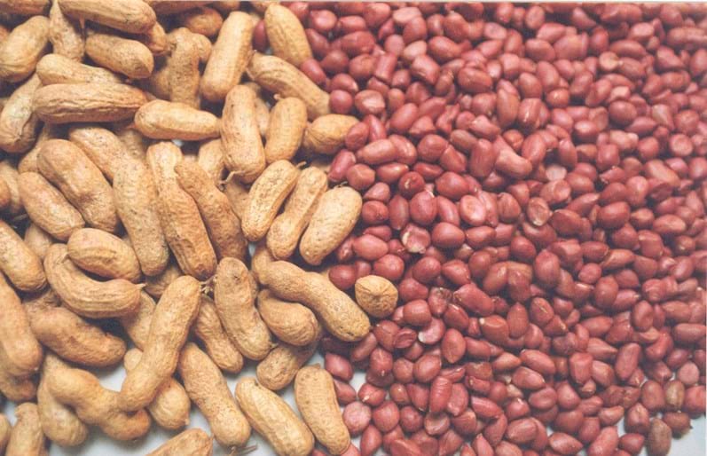 Sabe como são os alimentos antes de serem colhidos?