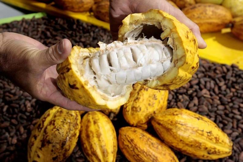 Sabe como são os alimentos antes de serem colhidos?
