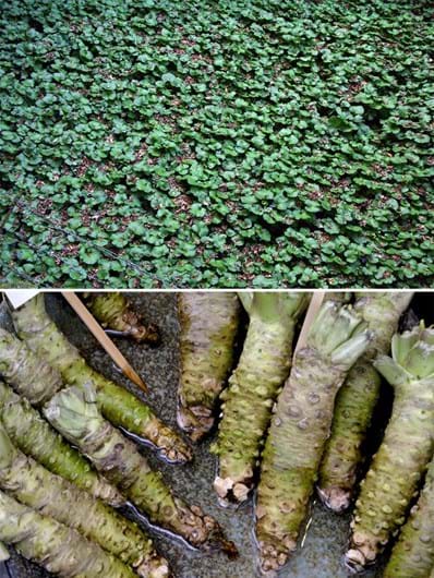 Sabe como são os alimentos antes de serem colhidos?