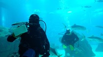 Os surpreendentes bastidores do Oceanário