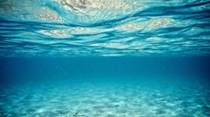 Cura para o cancro pode estar no fundo do Mar