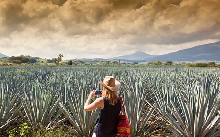 <p><strong>Néctar de Agave</strong></p>
<p>Recentemente, especialistas em alimentação saudável elegeram o agave – uma raiz da família do ananás – como o substituto saudável do açúcar. Mas, o dietista Andy Bellatti não concorda. O Agave é rico em frutose, que é outro tipo de açúcar também associado a doenças cardiovasculares. </p>