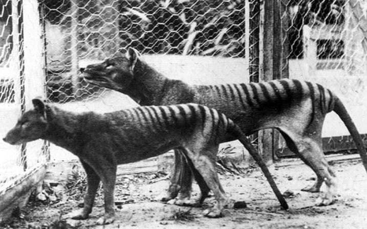 Cientistas procuram tigre da Tasmânia em Queensland
