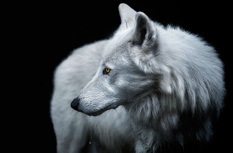Conheça os finalistas da 14.ª Competição Smithsonian Photo 2016