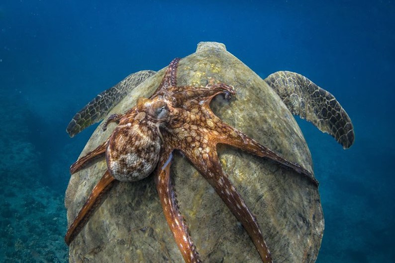 Conheça os finalistas da 14.ª Competição Smithsonian Photo 2016