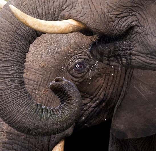 Conheça os finalistas da 14.ª Competição Smithsonian Photo 2016
