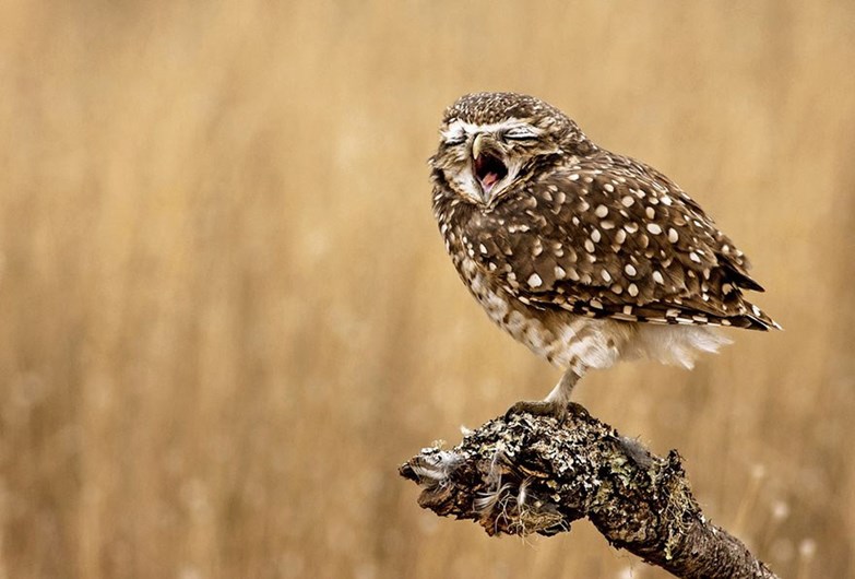 Conheça os finalistas da 14.ª Competição Smithsonian Photo 2016