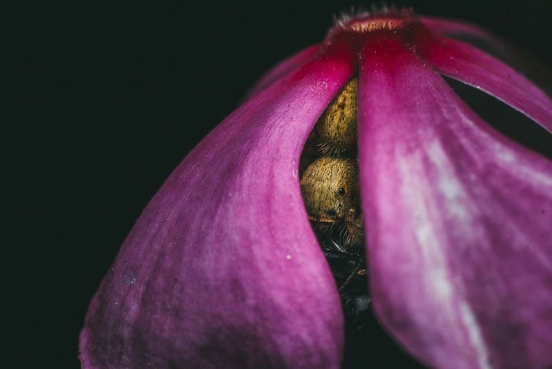 Conheça os finalistas da 14.ª Competição Smithsonian Photo 2016