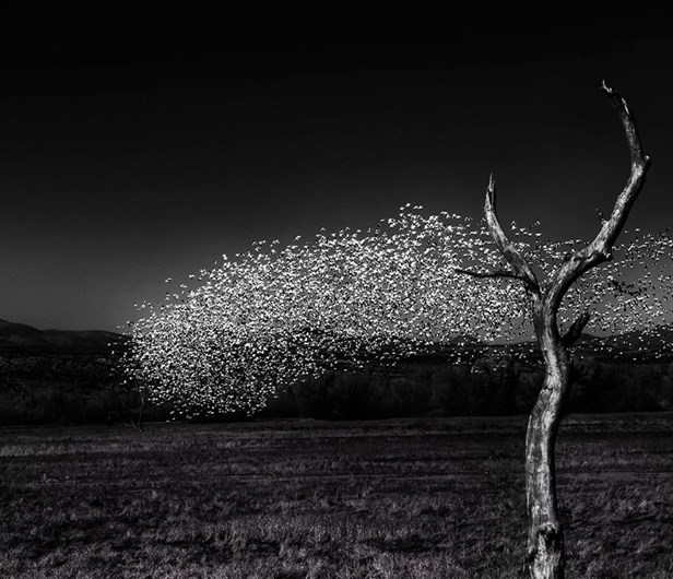 Conheça os finalistas da 14.ª Competição Smithsonian Photo 2016