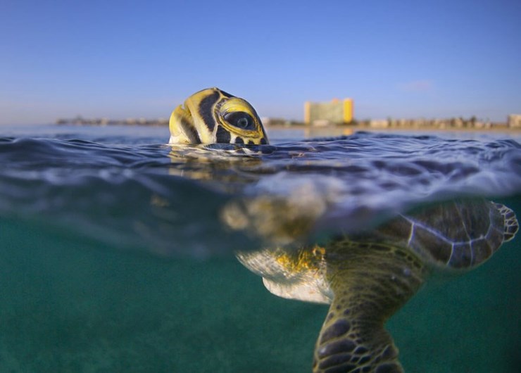 Conheça os finalistas da 14.ª Competição Smithsonian Photo 2016
