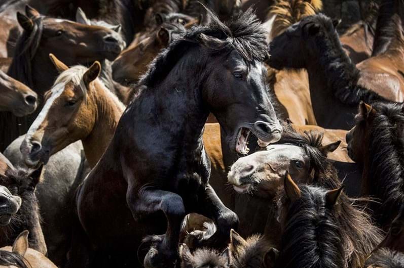 Conheça os finalistas da 14.ª Competição Smithsonian Photo 2016
