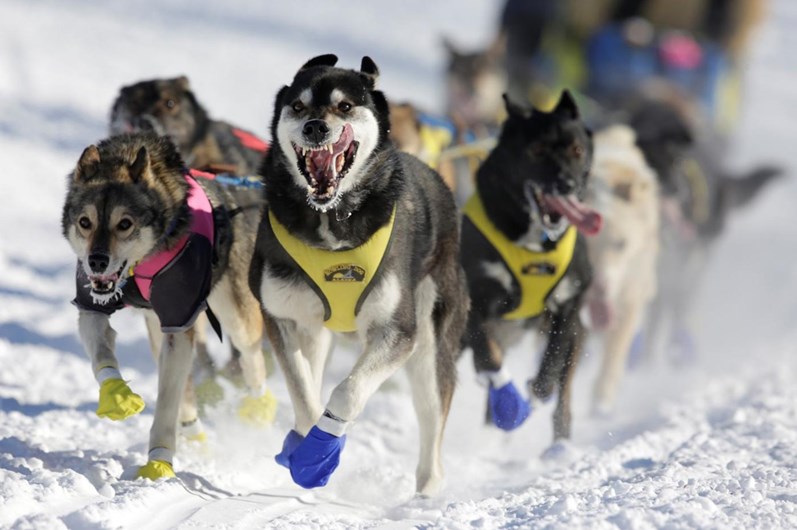 Iditarod: a corrida de trenós puxados por cães ao longo de 1.610 Km